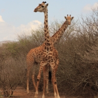 Żyrafa masajska - Giraffa tippelskirchi - Masai giraffe