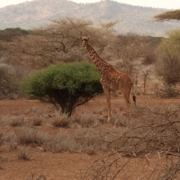 Żyrafa masajska - Giraffa tippelskirchi - Masai giraffe