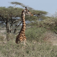 Żyrafa masajska - Giraffa tippelskirchi - Masai giraffe