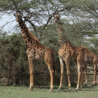 Żyrafa masajska - Giraffa tippelskirchi - Masai giraffe