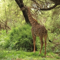 Żyrafa masajska - Giraffa tippelskirchi - Masai giraffe