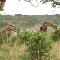 Żyrafa masajska - Giraffa tippelskirchi - Masai giraffe