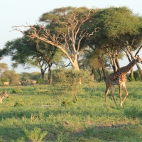 Żyrafa masajska - Giraffa tippelskirchi - Masai giraffe