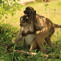 Pawian niedźwiedzi - Papio ursinus - Chacma babo