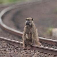 Pawian niedźwiedzi - Papio ursinus - Chacma babo