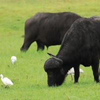 Bawół afrykański - Syncerus caffer - African buffalo