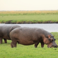 Hipopotam - Hippopotamus amphibius - Common hippopotamus