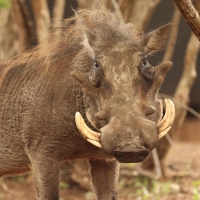 Guziec zwyczajny - Phacochoerus africanus - Common Warthog