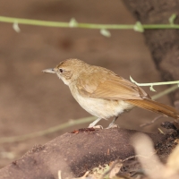 Jasnobrzuch ziemny - Phyllastrephus terrestris - Terrestrial Brownbul