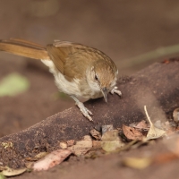 Jasnobrzuch ziemny - Phyllastrephus terrestris - Terrestrial Brownbul