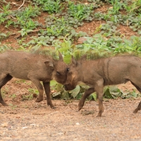 Guziec zwyczajny - Phacochoerus africanus - Common Warthog