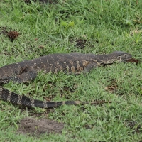 Waran nilowy - Varanus niloticus - Nile monitor