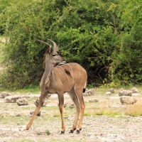 Kudu wielkie - Tragelaphus strepsiceros - Greater kudu