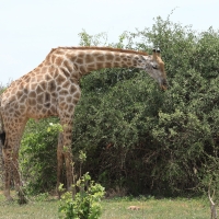 Żyrafa południowa - Giraffa giraffa - Southern giraffe