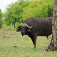 Bawół afrykański - Syncerus caffer - African buffalo