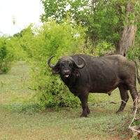 Bawół afrykański - Syncerus caffer - African buffalo