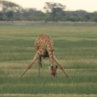 Żyrafa południowa - Giraffa giraffa - Southern giraffe