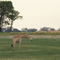 Żyrafa południowa - Giraffa giraffa - Southern giraffe