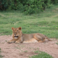 Lew afrykański - Panthera leo - Lion 