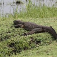 Waran nilowy - Varanus niloticus - Nile monitor