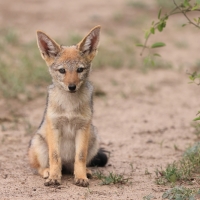 Szakal  czaprakowy - Canis mesomelas - Black-backed Jackal