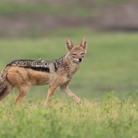 Szakal  czaprakowy - Canis mesomelas - Black-backed Jackal