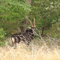 Antylopowiec szablorogi - Hippotragus niger - Sable antelope