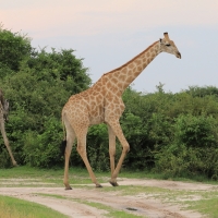 Żyrafa południowa - Giraffa giraffa - Southern giraffe