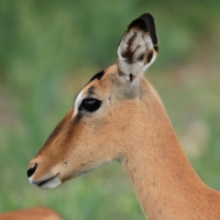 Antylopik zwyczajny - Raphicerus campestris - Steenbok