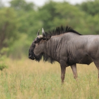 Gnu pręgowane - Connochaetes taurinus - Blue wildebeest