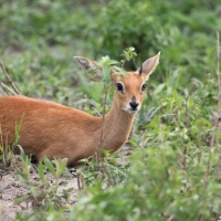 Antylopik zwyczajny - Raphicerus campestris - Steenbok