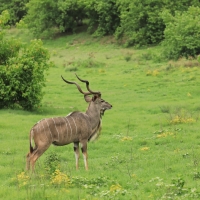 Kudu wielkie - Tragelaphus strepsiceros - Greater kudu