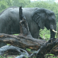Słoń afrykański - Loxodonta africana -  African savanna elephant 