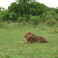 Lew afrykański - Panthera leo - Lion 