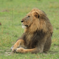 Lew afrykański - Panthera leo - Lion 