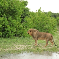 Lew afrykański - Panthera leo - Lion 