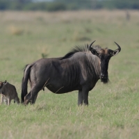 Gnu pręgowane - Connochaetes taurinus - Blue wildebeest