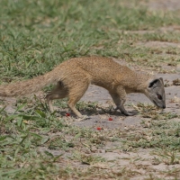 Mangustolisek afrykański - Cynictis penicillata - Yellow Mongoose