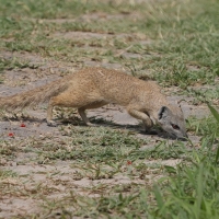 Mangustolisek afrykański - Cynictis penicillata - Yellow Mongoose