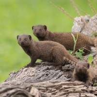  Mangusteczka karłowata - Helogale parvula -Dwarf mangust 