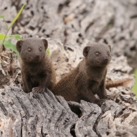  Mangusteczka karłowata - Helogale parvula -Dwarf mangust 