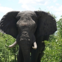 Słoń afrykański - Loxodonta africana -  African savanna elephant 