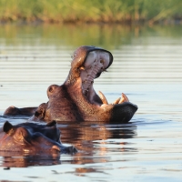 Hipopotam - Hippopotamus amphibius - Common hippopotamus