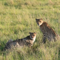 Gepard grzywiasty - Acinonyx jubatus - Cheetah