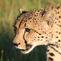 Gepard grzywiasty - Acinonyx jubatus - Cheetah
