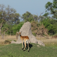 Kob moczarowy - Kobus leche - Southern Lechwe