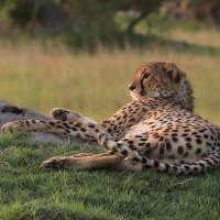 Gepard grzywiasty - Acinonyx jubatus - Cheetah