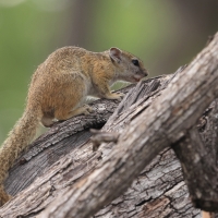 Zaroślarka akacjowa - Paraxerus cepapi - Smith's bush squirrel