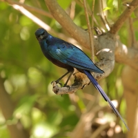 Błyszczak ciemny - Lamprotornis mevesii - Meves's Starling