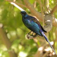 Błyszczak ciemny - Lamprotornis mevesii - Meves's Starling